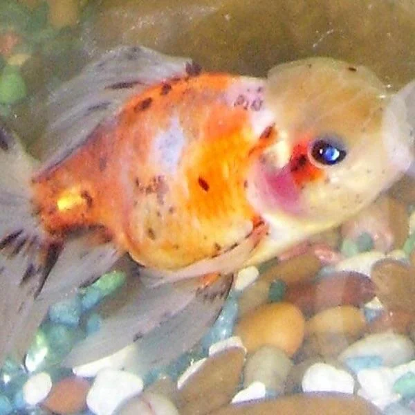 Calico goldfish