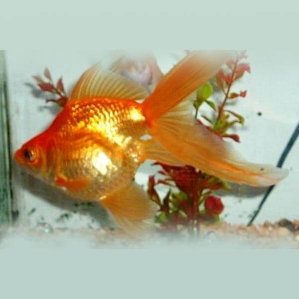 fan tailed goldfish
