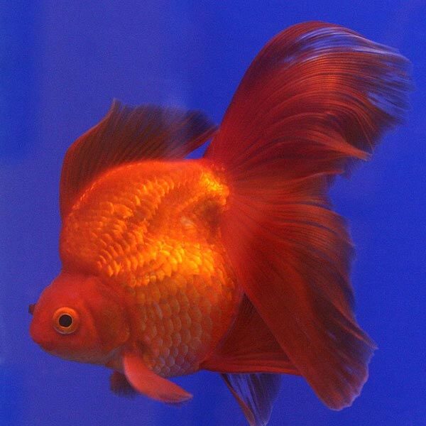 ryukin goldfish, goldfish ka scientific naam kya hai