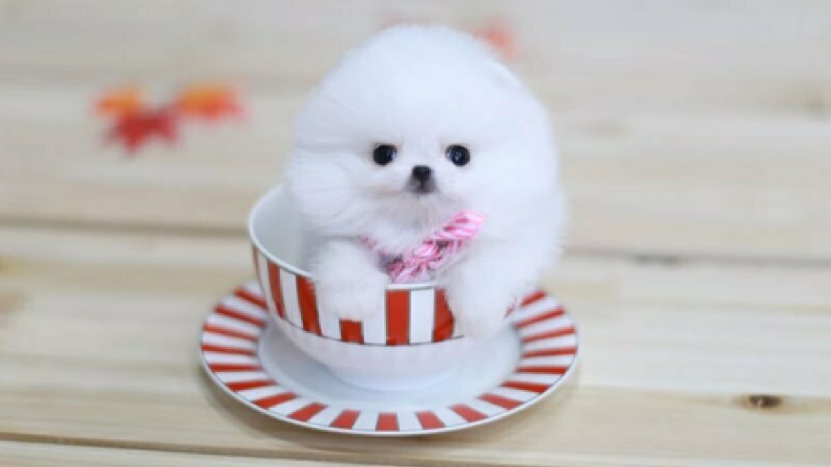 Pomeranian Dog Price In India प म र न यन ड ग क द खभ ल क म स क खर च